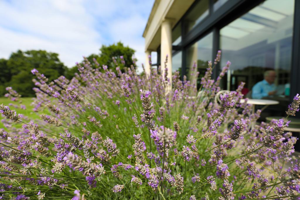 Hotel du Vin Cannizaro House Wimbledon Londres Exterior foto